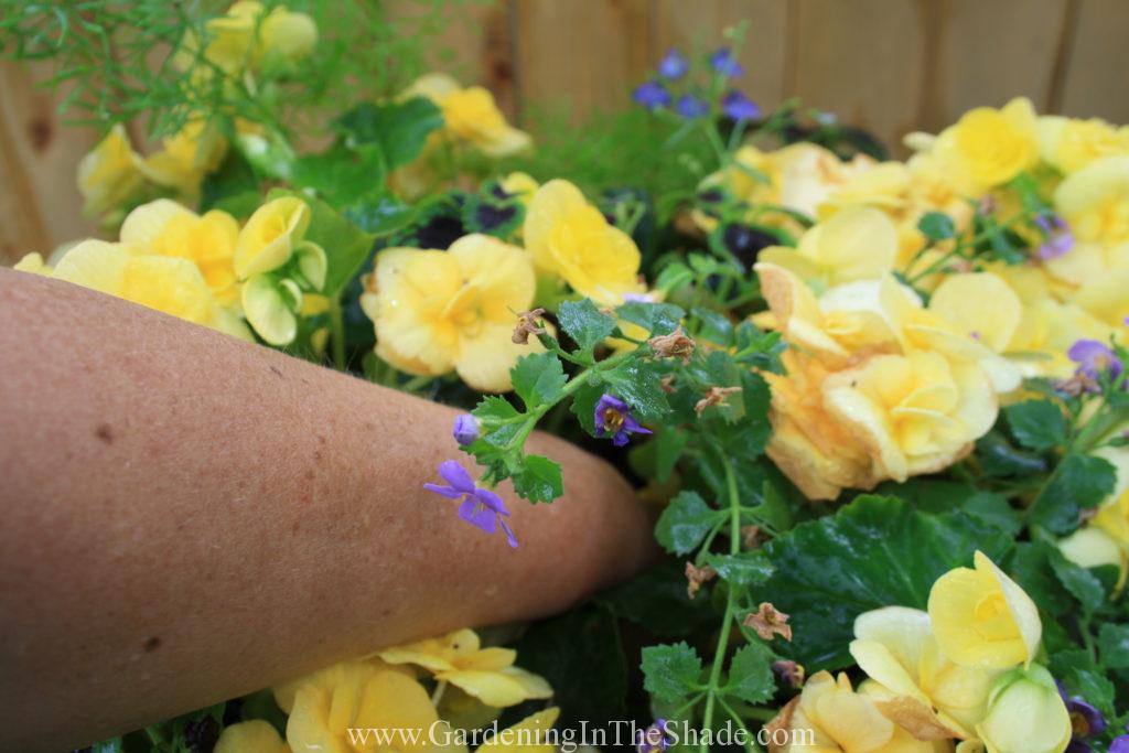 Hand in middle of planter