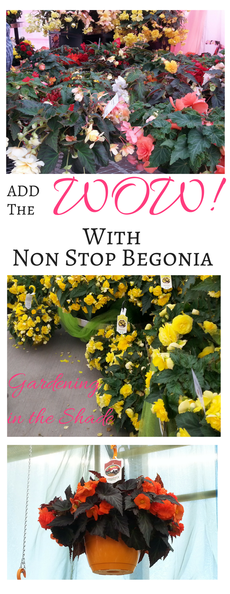Use Non Stop Begonia to add some WOW! to your shade planters and gardens. 