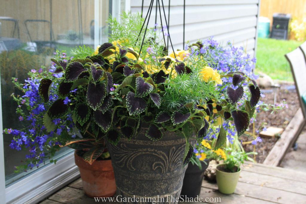 Purchased Hanging Basket set into an Urn