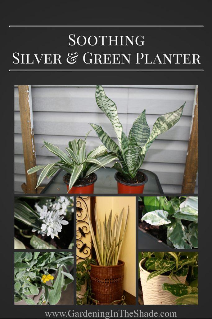 Silver and Green Plants