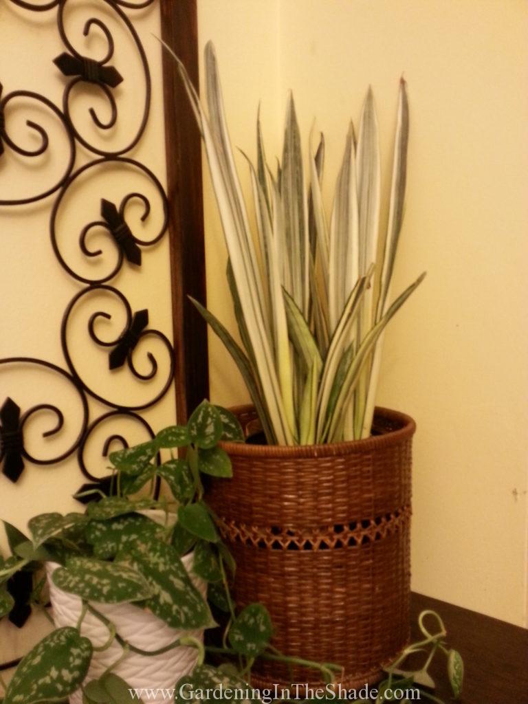 White and Green Snake Plant