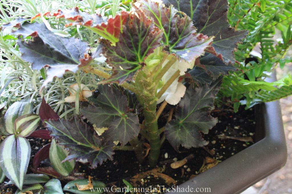 Begonia Flowering on the wrong side