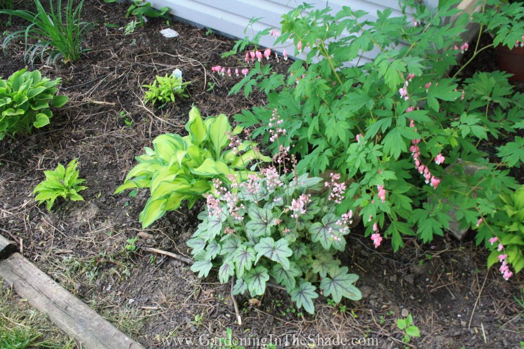You can't see it, but lurking behind the Bleeding Heart is Lily of the Valley