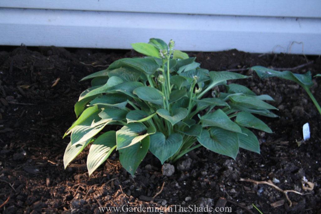 Hosta 'Blue Cadet' in front of Hosta 'Rhino Hide'