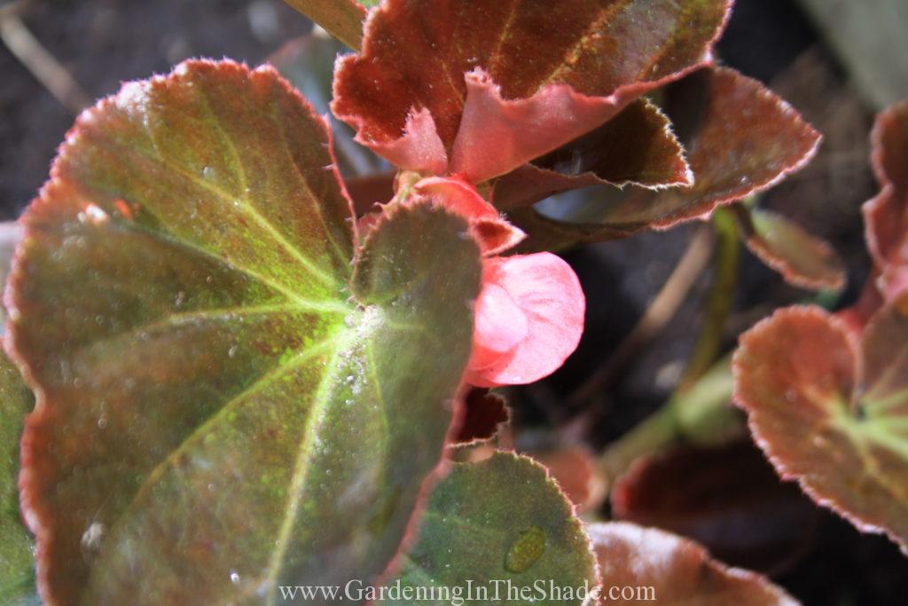 Megawatt Pink Bronze Leaf (7)