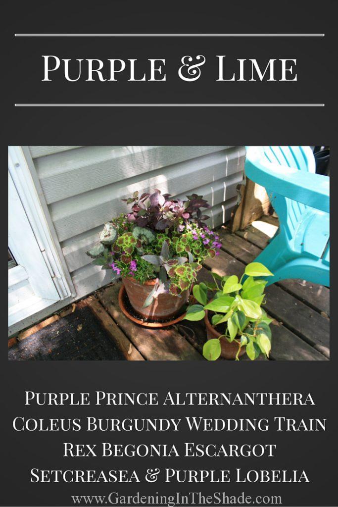 Purple Prince Alternanthera Planter