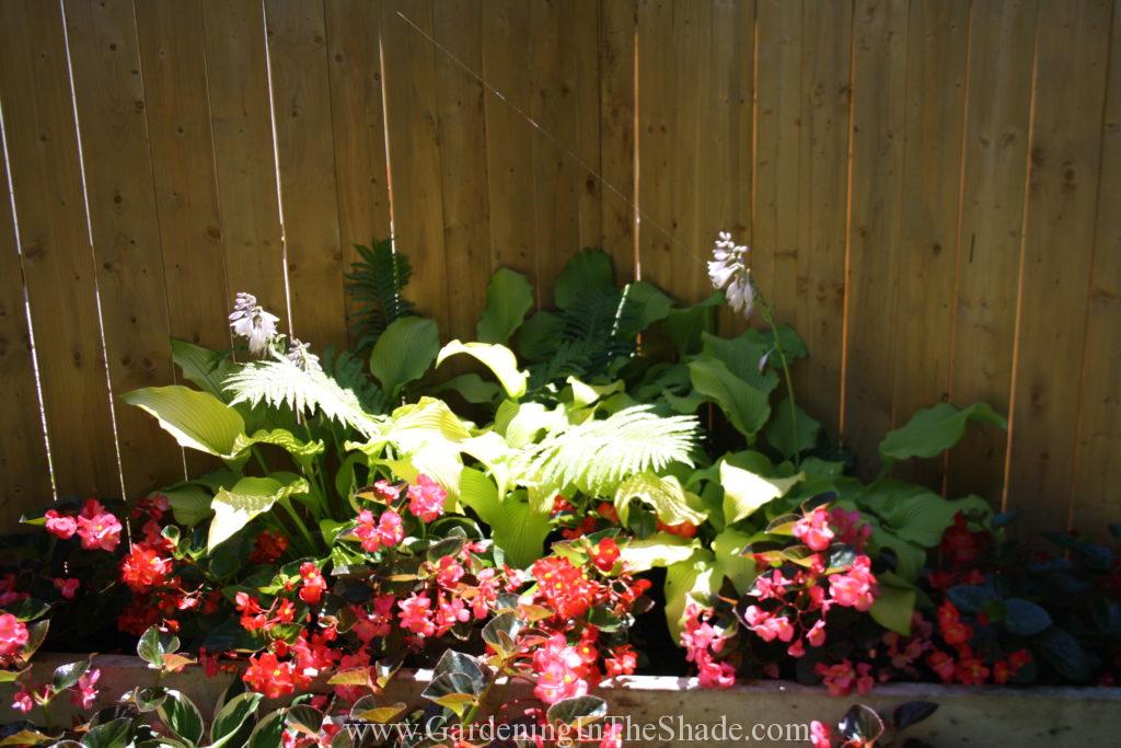 Hosta Sun Power with Begonia and Ferns