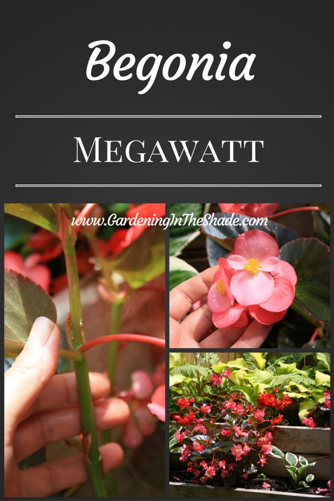 Megawatt Begonia Biggest Of The Big Gardening In The Shade