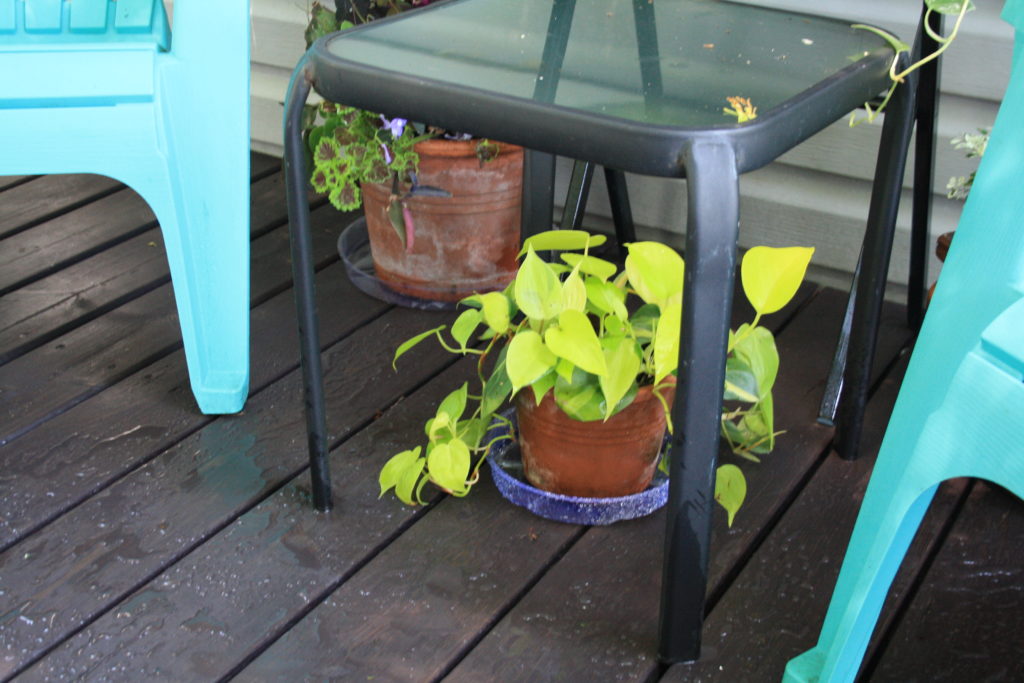 Pothos glowing against Black Stained Deck