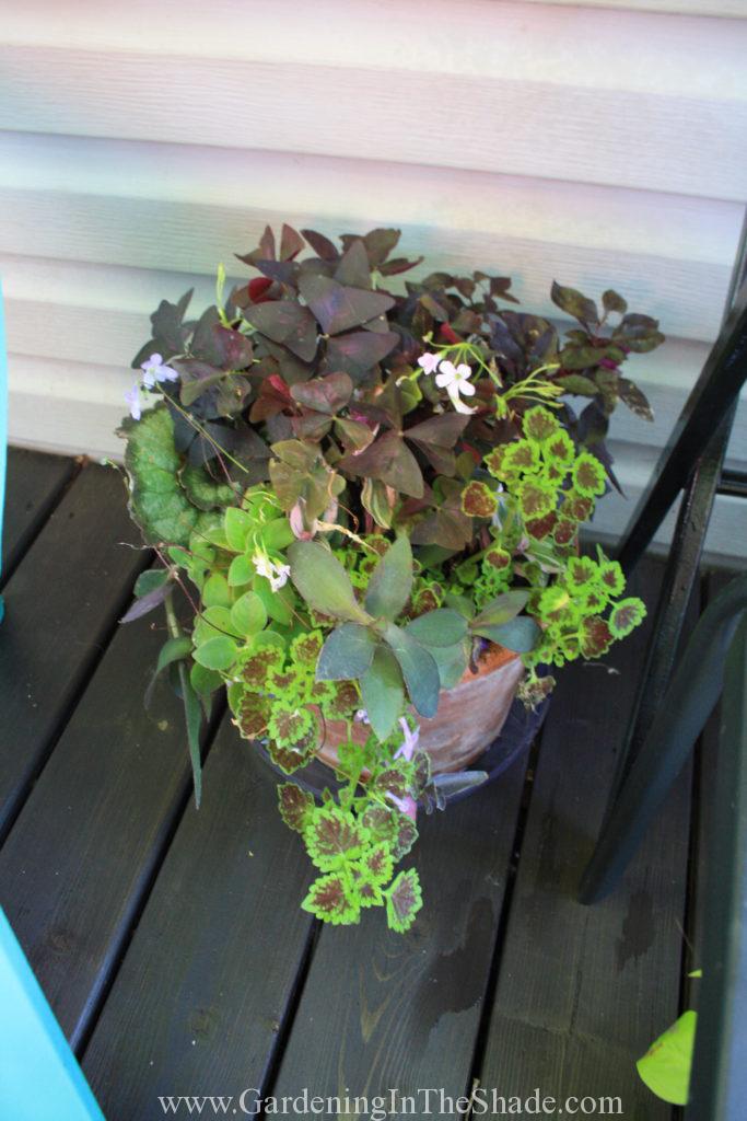 Purple and Lime Planter
