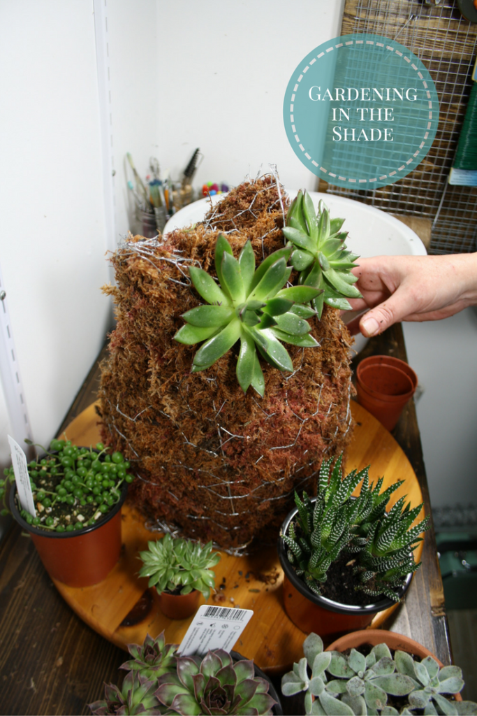 two large rosette shaped succulents for eyes
