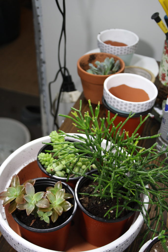 Choose a pleasing arrangement for your plants