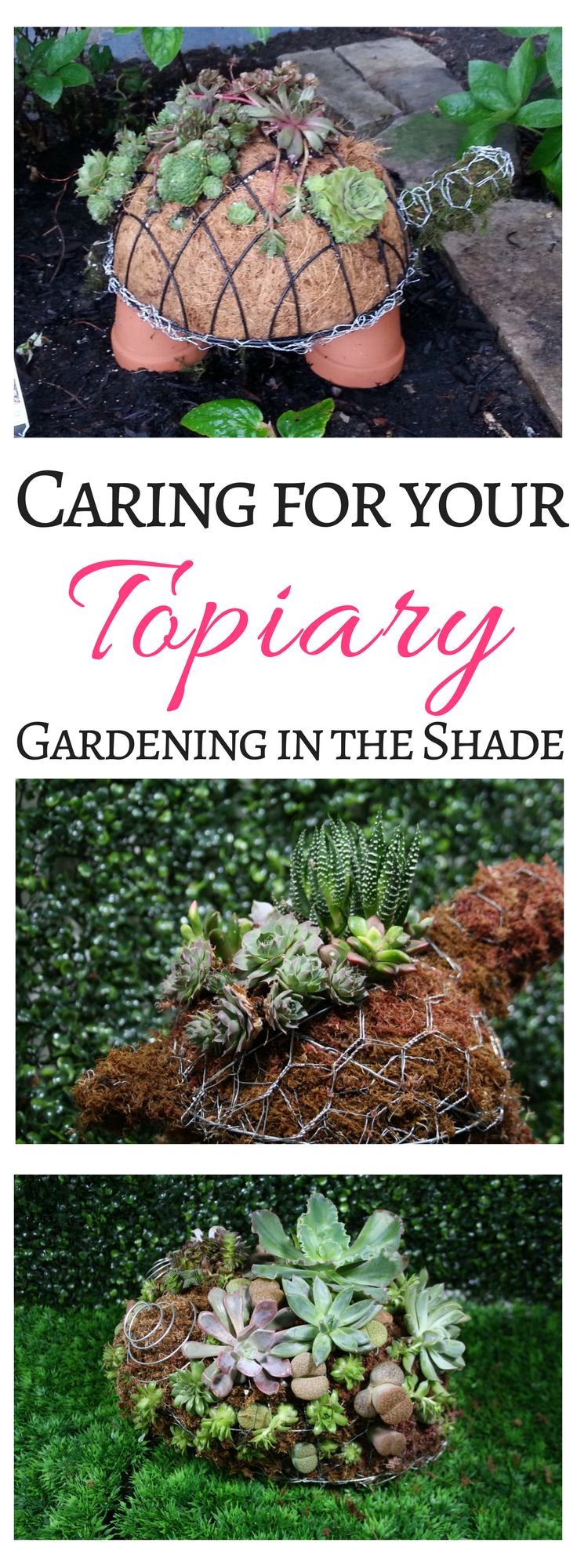 Some tips to help you care for your topiary once it's planted!