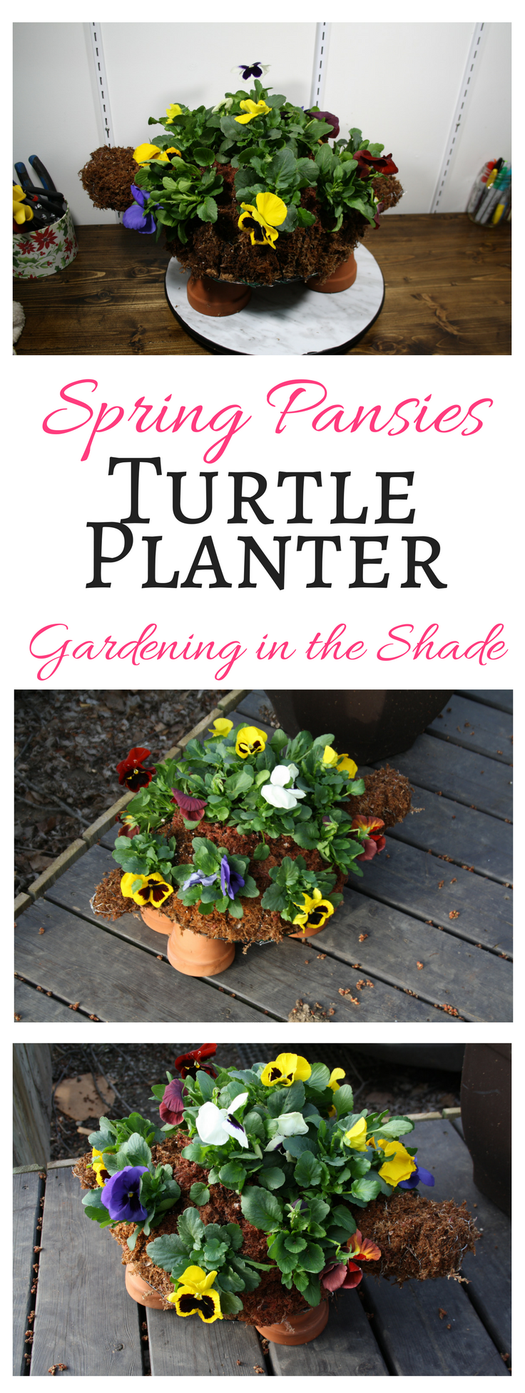 Cheery Spring Pansies planted in a turtle topiary planter!