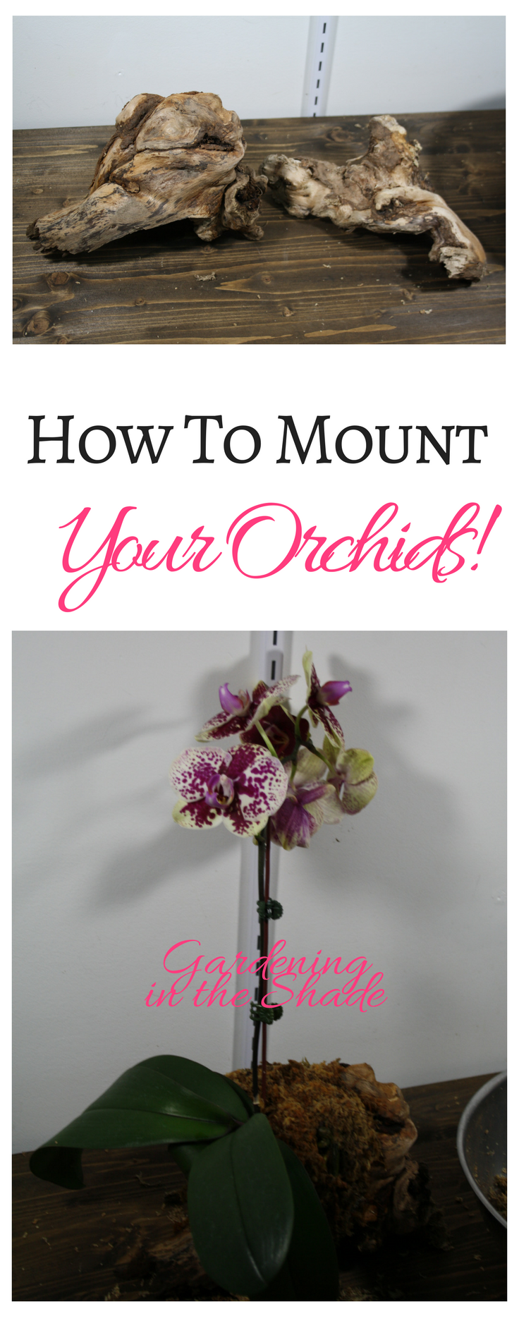 how to mount an orchid