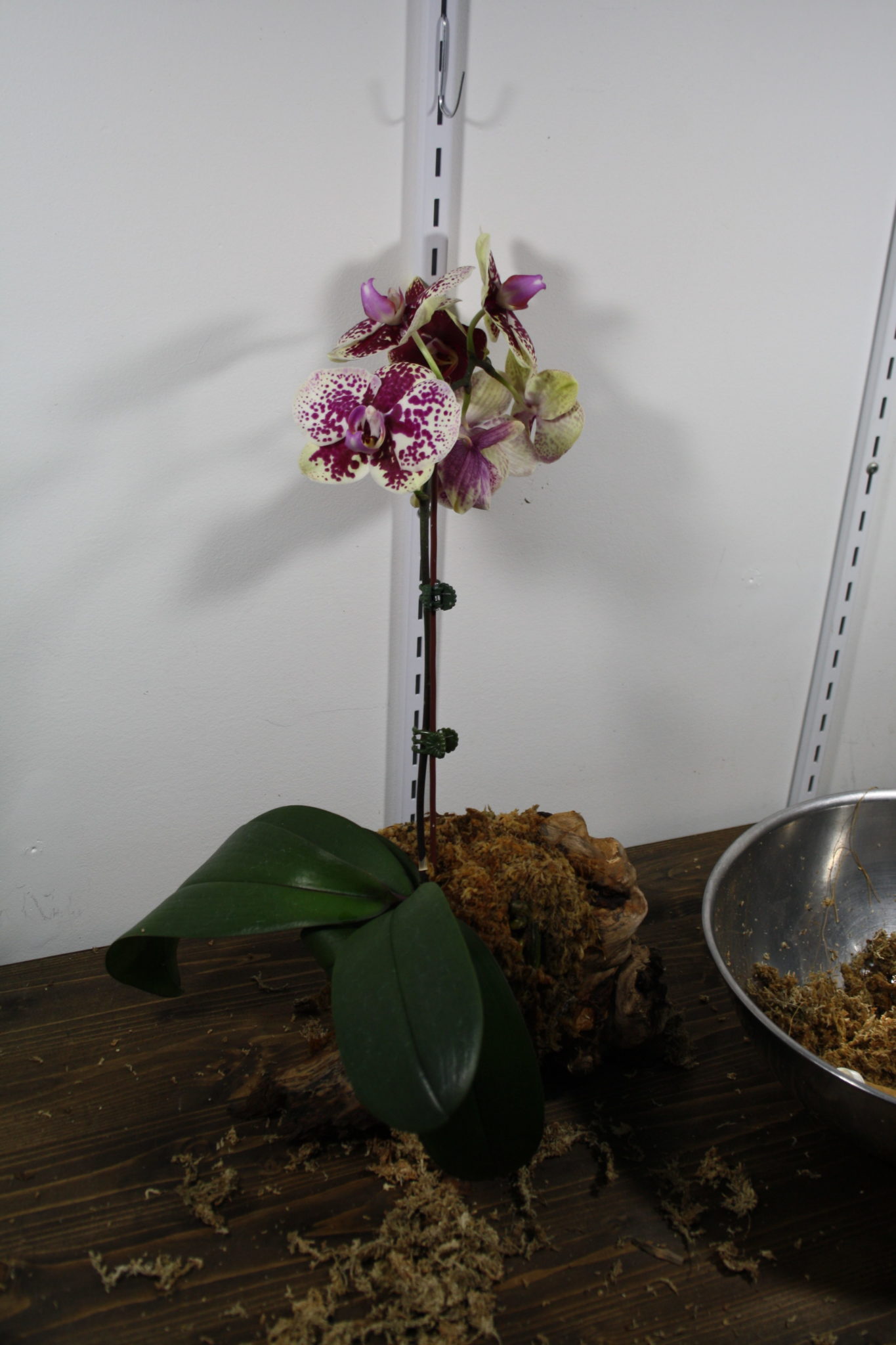 how to mount an orchid