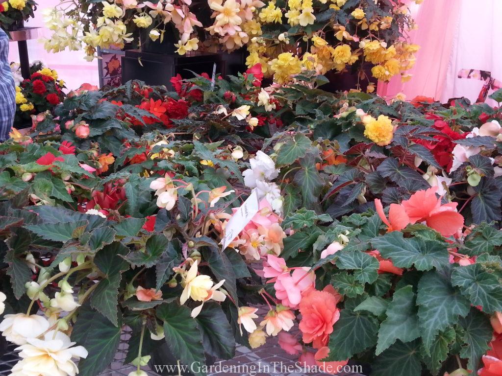 Non Stop Begonia - Gardening in the Shade