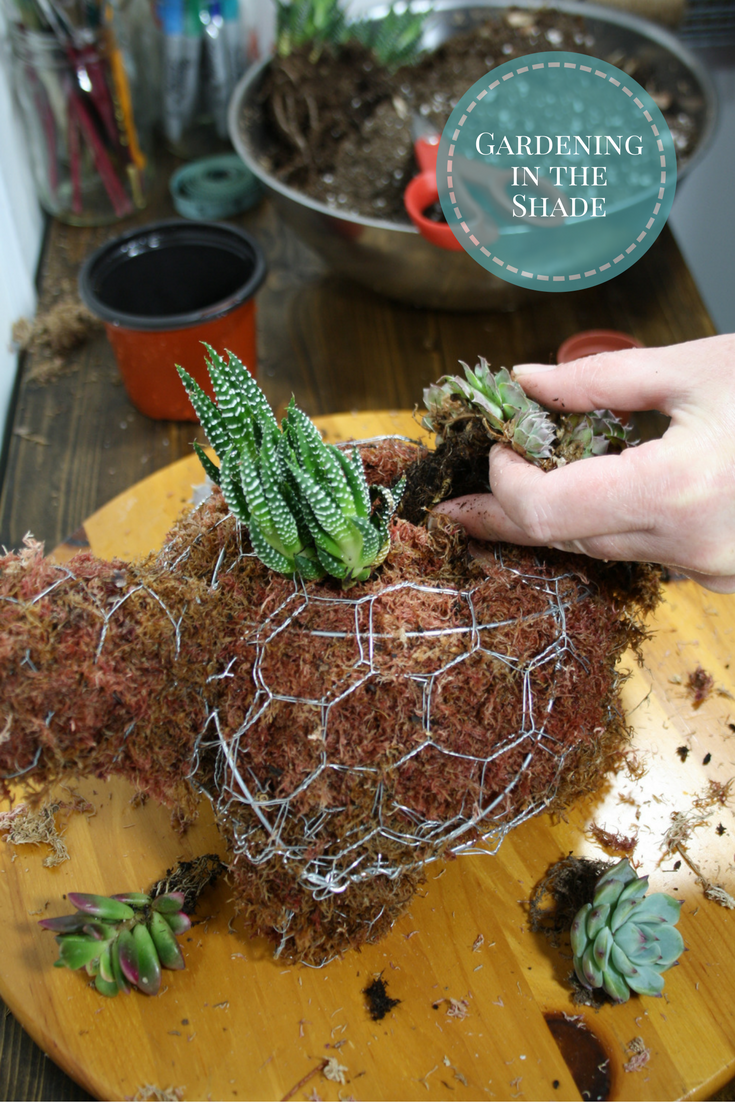 Mini Turtle Topiary 23 - push roots into moss - The Salty Knitter