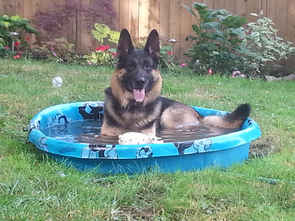 German Shepherd enjoying his pool