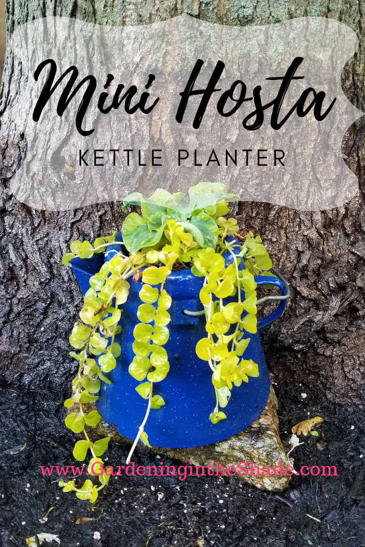 Mini Hosta Kettle Planter
