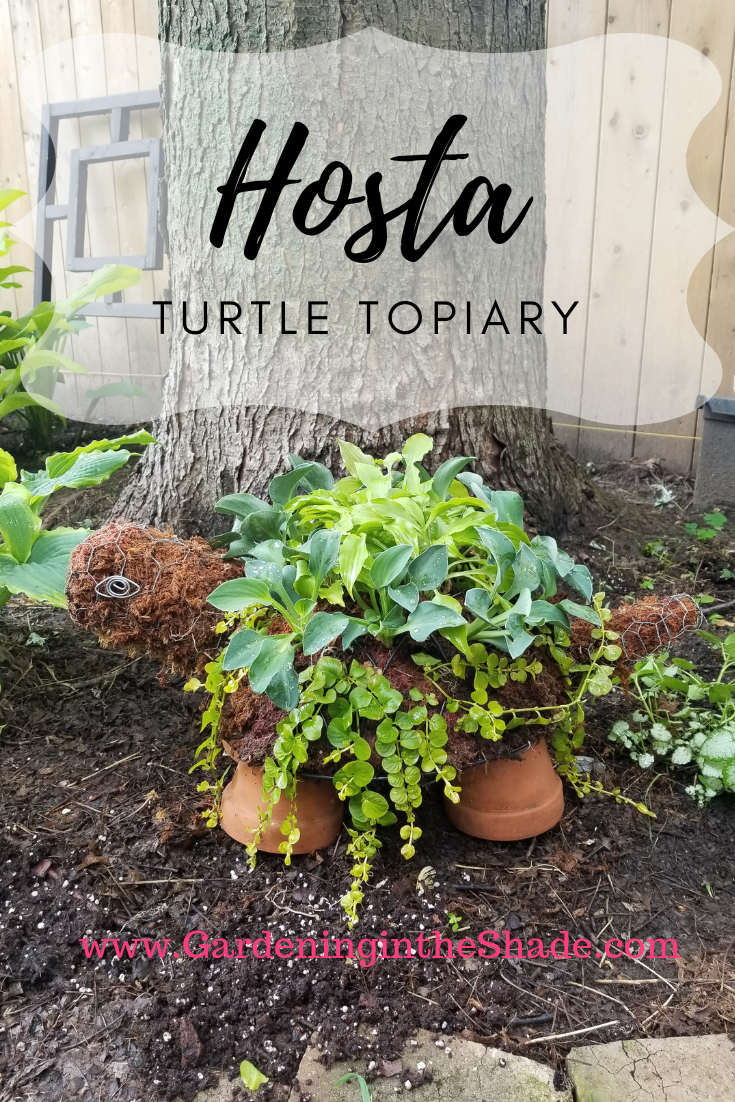 Mini Hosta Turtle Topiary