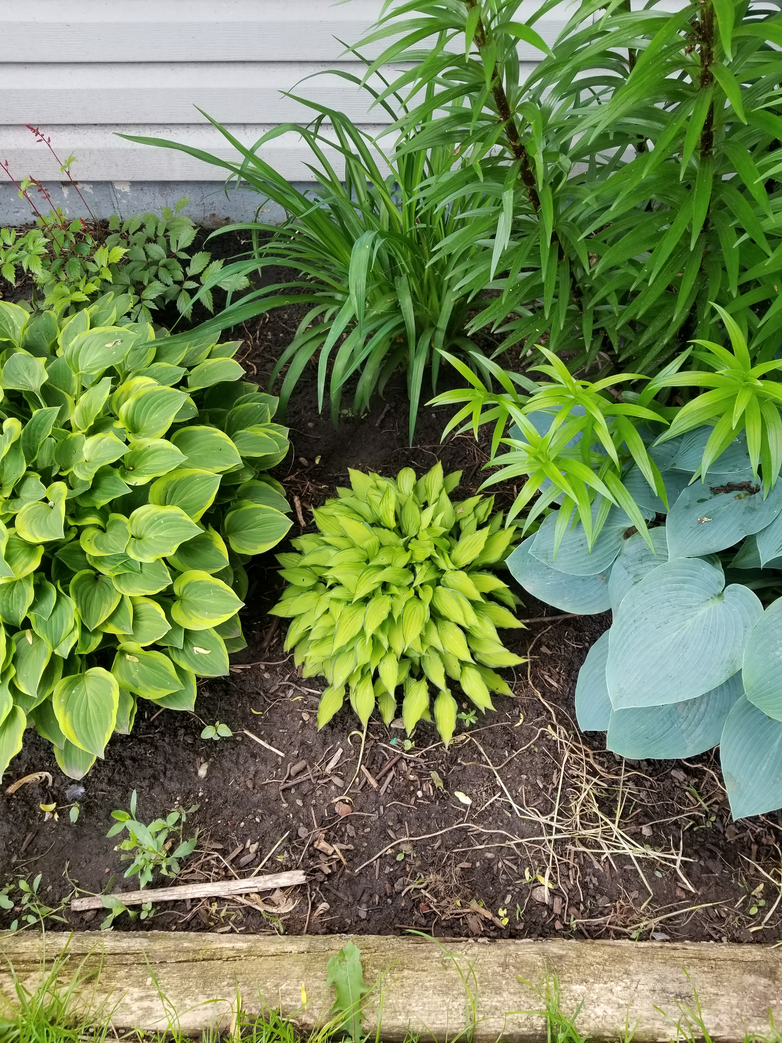 Mini Hosta Turtle Topiary - The Salty Knitter