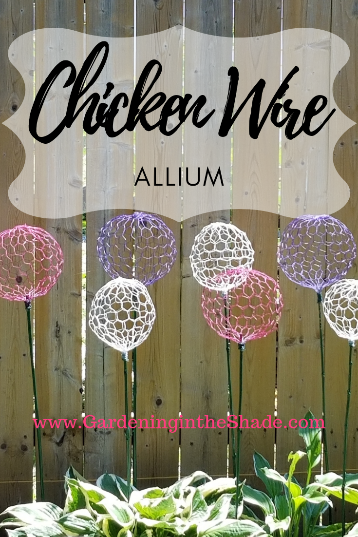 Chicken Wire Allium