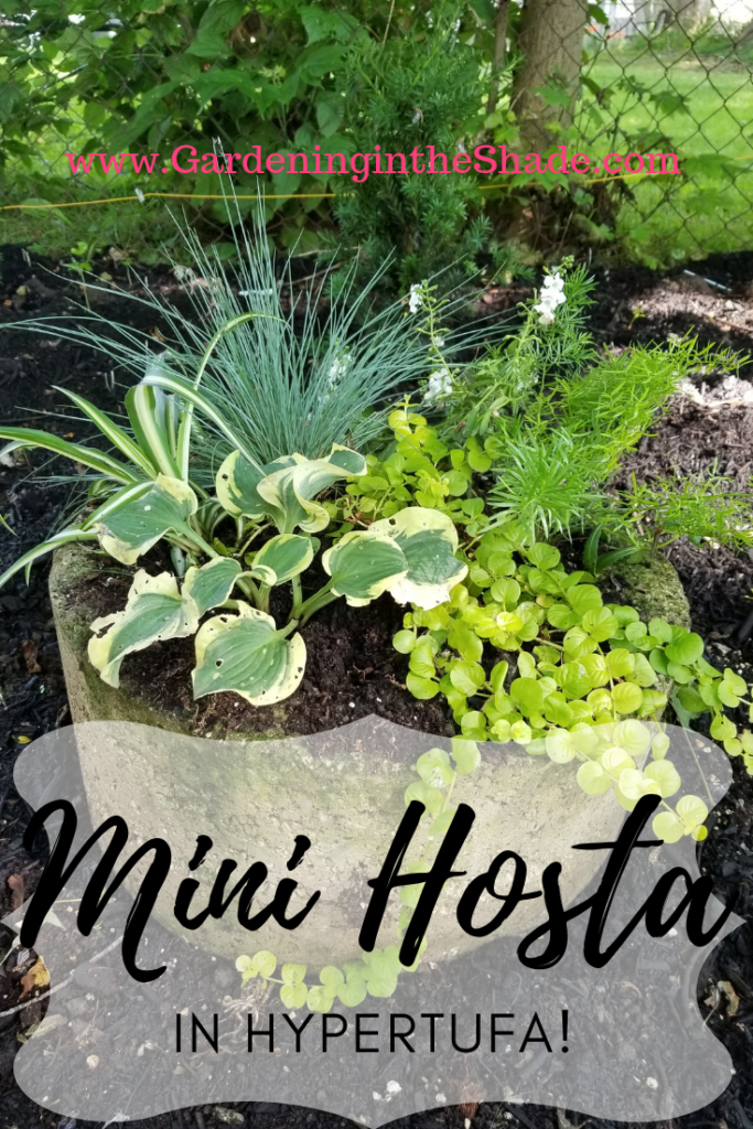 Mini Hosta in Hypertufa