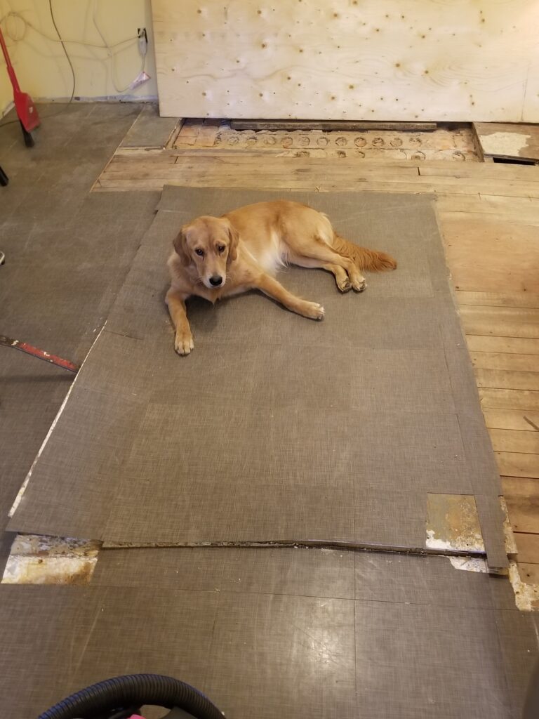 Dog in middle of floor being pried up